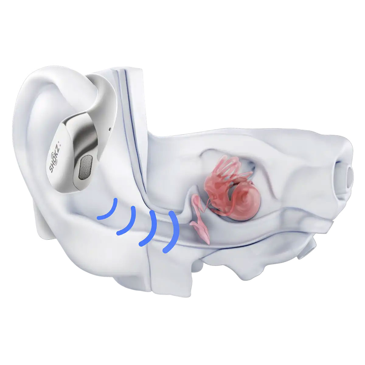 Słuchawka Shokz OpenFit 2+ i przekrój kanału słuchowego