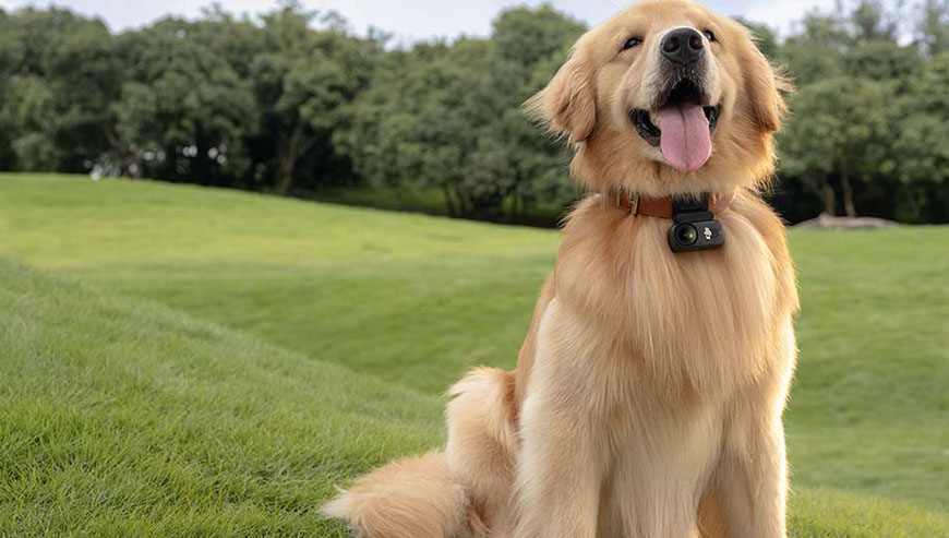 Kamera DJI Osmo Nano przymocowana do obroży psa.